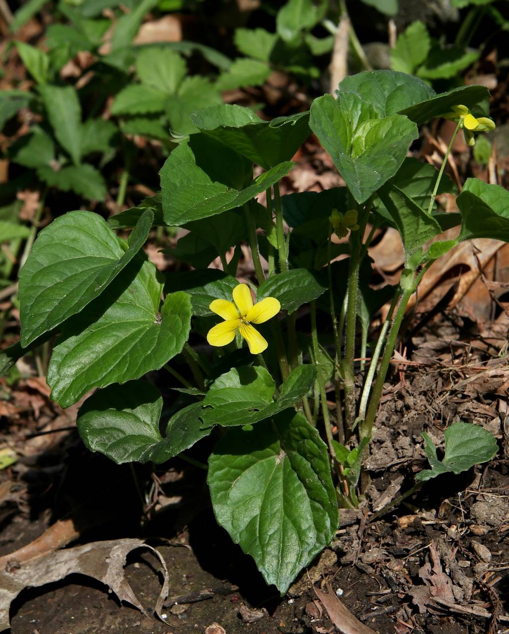 Photo of Smooth Yellow Violet